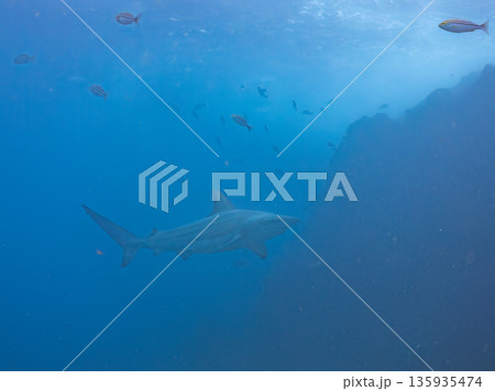 大きく美しいカマストガリザメ他。 ヒリゾ浜南伊豆町中木 静岡県伊豆半島-2025 日本有数のシュノー 135935474