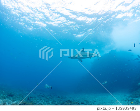 大きく美しいカマストガリザメ他。 ヒリゾ浜南伊豆町中木 静岡県伊豆半島-2025 日本有数のシュノー 135935495