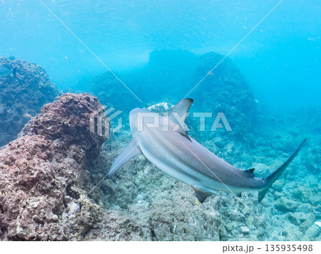 大きく美しいカマストガリザメ他。 ヒリゾ浜南伊豆町中木 静岡県伊豆半島-2025 日本有数のシュノー 135935498