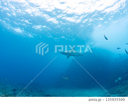 大きく美しいカマストガリザメ他。 ヒリゾ浜南伊豆町中木 静岡県伊豆半島-2025 日本有数のシュノー 135935500