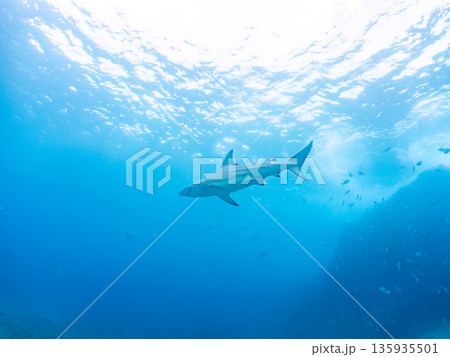 大きく美しいカマストガリザメ他。 ヒリゾ浜南伊豆町中木 静岡県伊豆半島-2025 日本有数のシュノー 大きく美しいカマストガリザメ他。 ヒリゾ浜南伊豆町中木 静岡県伊豆半島-2025 日本有数のシュノー 135935501