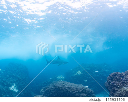 大きく美しいカマストガリザメ他。 ヒリゾ浜南伊豆町中木 静岡県伊豆半島-2025 日本有数のシュノー 135935506