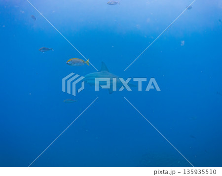 大きく美しいカマストガリザメ他。 ヒリゾ浜南伊豆町中木 静岡県伊豆半島-2025 日本有数のシュノー 135935510