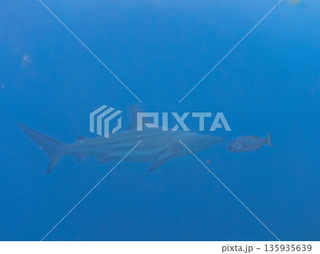 大きく美しいカマストガリザメ他。 ヒリゾ浜南伊豆町中木 静岡県伊豆半島-2025 日本有数のシュノー 135935639