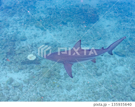 大きく美しいカマストガリザメ他。 ヒリゾ浜南伊豆町中木 静岡県伊豆半島-2025 日本有数のシュノー 大きく美しいカマストガリザメ他。 ヒリゾ浜南伊豆町中木 静岡県伊豆半島-2025 日本有数のシュノー 135935640