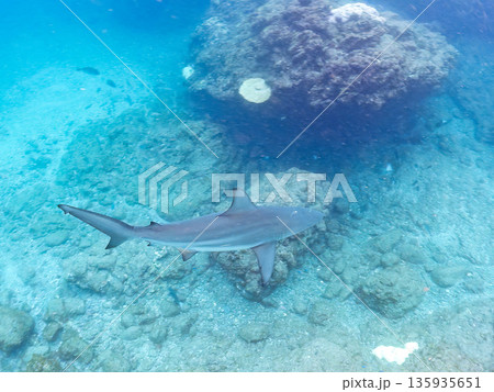 大きく美しいカマストガリザメ他。 ヒリゾ浜南伊豆町中木 静岡県伊豆半島-2025 日本有数のシュノー 135935651