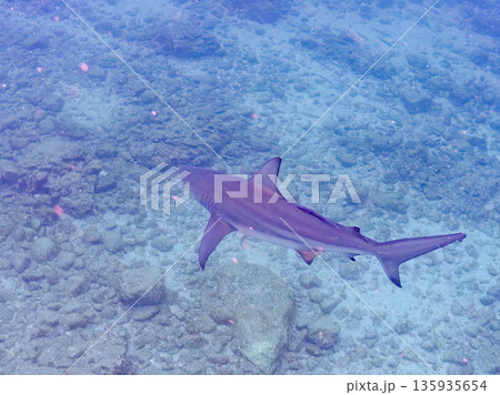 大きく美しいカマストガリザメ他。 ヒリゾ浜南伊豆町中木 静岡県伊豆半島-2025 日本有数のシュノー 大きく美しいカマストガリザメ他。 ヒリゾ浜南伊豆町中木 静岡県伊豆半島-2025 日本有数のシュノー 135935654