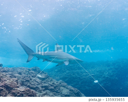 大きく美しいカマストガリザメ他。 ヒリゾ浜南伊豆町中木 静岡県伊豆半島-2025 日本有数のシュノー 135935655