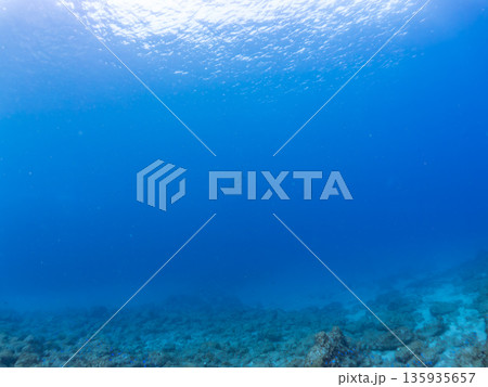 大きく美しいカマストガリザメ他。 ヒリゾ浜南伊豆町中木 静岡県伊豆半島-2025 日本有数のシュノー 135935657