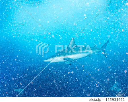大きく美しいカマストガリザメ他。 ヒリゾ浜南伊豆町中木 静岡県伊豆半島-2025 日本有数のシュノー 大きく美しいカマストガリザメ他。 ヒリゾ浜南伊豆町中木 静岡県伊豆半島-2025 日本有数のシュノー 135935661