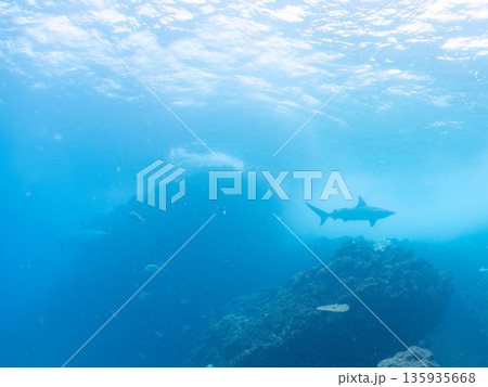 大きく美しいカマストガリザメ他。 ヒリゾ浜南伊豆町中木 静岡県伊豆半島-2025 日本有数のシュノー 135935668