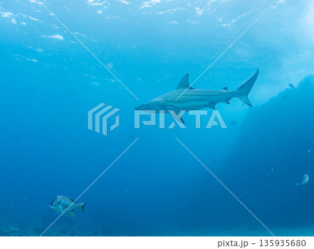 大きく美しいカマストガリザメ他。 ヒリゾ浜南伊豆町中木 静岡県伊豆半島-2025 日本有数のシュノー 135935680