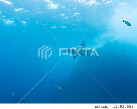 大きく美しいカマストガリザメ他。 ヒリゾ浜南伊豆町中木 静岡県伊豆半島-2025 日本有数のシュノー 135935682