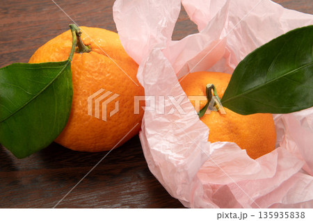 神奈川県の蜜柑、湘南のかほり 135935838