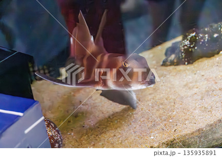 ネコザメ。伊勢海老漁の外道。ヒリゾ浜南伊豆町中木 静岡県伊豆半島-2025 日本有数のシュノーケリン 135935891