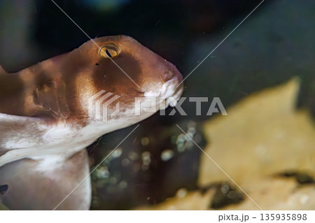 ネコザメ。伊勢海老漁の外道。ヒリゾ浜南伊豆町中木 静岡県伊豆半島-2025 日本有数のシュノーケリン 135935898