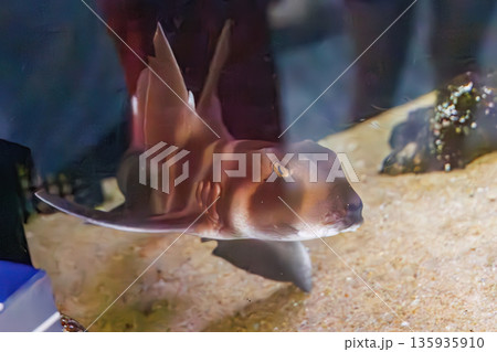 ネコザメ。伊勢海老漁の外道。ヒリゾ浜南伊豆町中木 静岡県伊豆半島-2025 日本有数のシュノーケリン 135935910