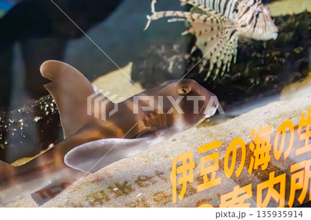 ネコザメ。伊勢海老漁の外道。ヒリゾ浜南伊豆町中木 静岡県伊豆半島-2025 日本有数のシュノーケリン 135935914