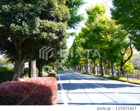 紅葉した並木道 135935927