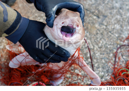 ネコザメ。伊勢海老漁の外道。ヒリゾ浜南伊豆町中木 静岡県伊豆半島-2025 日本有数のシュノーケリン 135935935