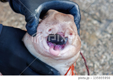 ネコザメ。伊勢海老漁の外道。ヒリゾ浜南伊豆町中木 静岡県伊豆半島-2025 日本有数のシュノーケリン 135935950