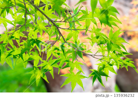 水路閣と青もみじ 135936232