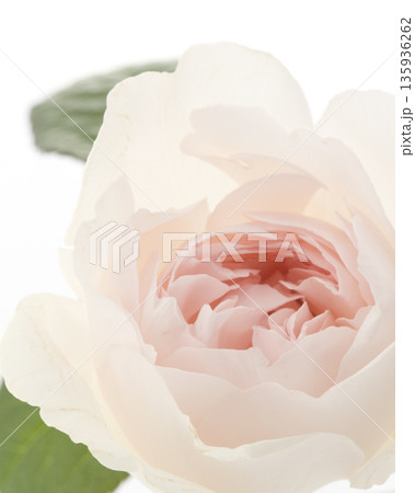 花① 135936262