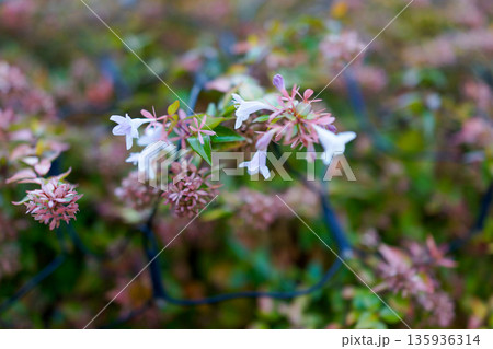 可憐に咲くアベリアの花 ふんわりとした背景のガーデニング風景 135936314