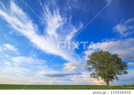 青空の丘の上に立つ哲学の木 135936459