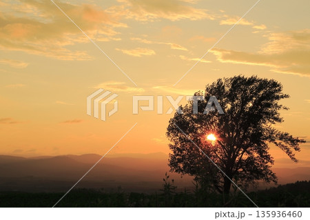 夕陽が沈む哲学の木 夕陽が沈む哲学の木 135936460
