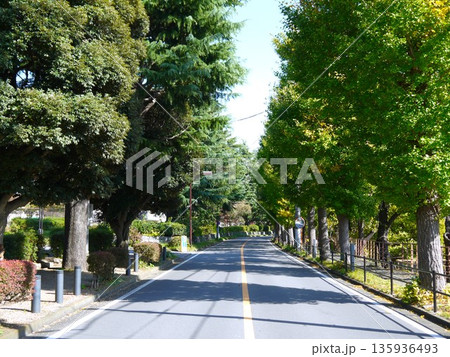 並木が広がる道路 並木が広がる道路 135936493