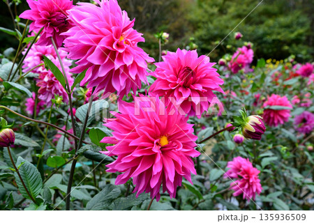 湯遊ランドはなわダリア園 #34 湯遊ランドはなわダリア園 #34 135936509