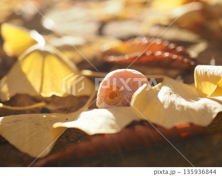 ギンナン 135936844