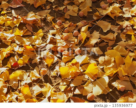 ギンナン 135936977