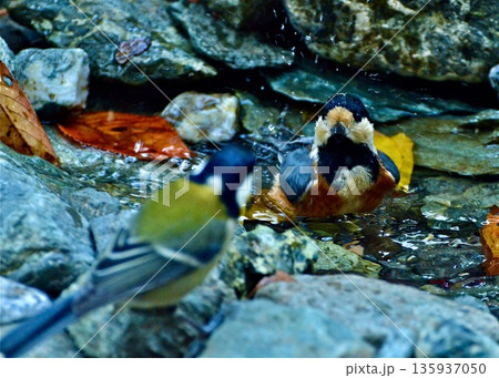 公園での出会い。　水浴びに来たヤマガラとシジュウカラ。 135937050