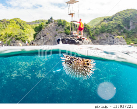 怒って膨らむハリセンボン半水面撮影。監視台前。ヒリゾ浜南伊豆町中木 静岡県伊豆半島-2025 日本有 怒って膨らむハリセンボン半水面撮影。監視台前。ヒリゾ浜南伊豆町中木 静岡県伊豆半島-2025 日本有 135937223
