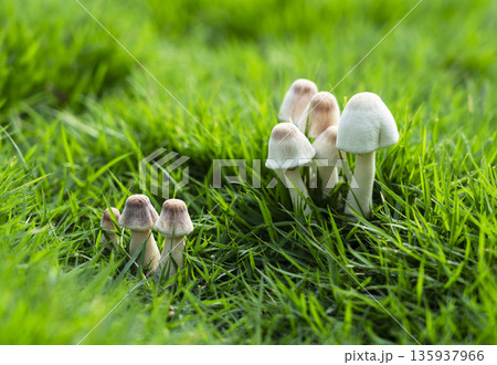 緑の芝生に群生する野生の小さなキノコ - 自然のマクロ背景素材 135937966
