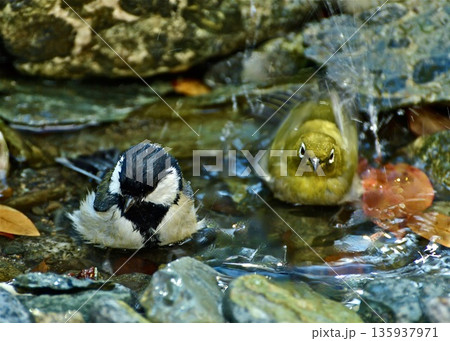 　散歩中の出会い。公園の水場で水浴びを楽しむ野鳥。 135937971