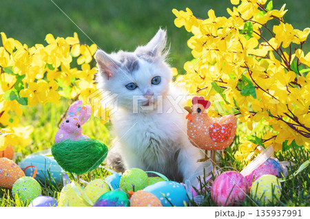 Cute little kitten with flowers in easter composition Cute little kitten with flowers in easter composition 135937991