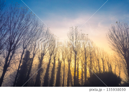 Silhouettes of bare trees on an early foggy autumn morning 135938030