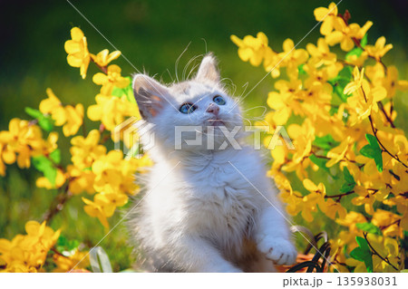 Cute little kitten in a in a garden near yellow flowers 135938031