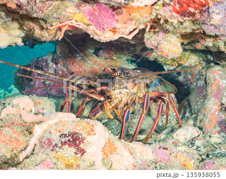 洞窟のイセエビ他。ヒリゾ浜南伊豆町中木 静岡県伊豆半島-2025 日本有数のシュノーケリングスポット 洞窟のイセエビ他。ヒリゾ浜南伊豆町中木 静岡県伊豆半島-2025 日本有数のシュノーケリングスポット 135938055