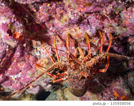 洞窟のイセエビ他。ヒリゾ浜南伊豆町中木 静岡県伊豆半島-2025 日本有数のシュノーケリングスポット 135938056