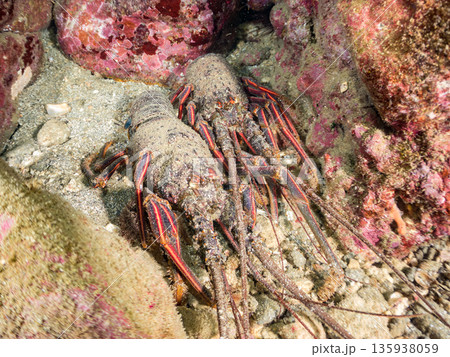 洞窟のイセエビ他。ヒリゾ浜南伊豆町中木 静岡県伊豆半島-2025 日本有数のシュノーケリングスポット 135938059