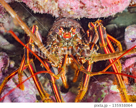 洞窟のイセエビ他。ヒリゾ浜南伊豆町中木 静岡県伊豆半島-2025 日本有数のシュノーケリングスポット 135938064