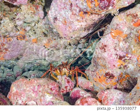 洞窟のイセエビ他。ヒリゾ浜南伊豆町中木 静岡県伊豆半島-2025 日本有数のシュノーケリングスポット 135938077