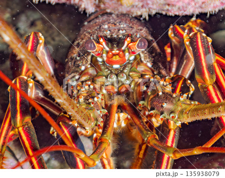 洞窟のイセエビ他。ヒリゾ浜南伊豆町中木 静岡県伊豆半島-2025 日本有数のシュノーケリングスポット 135938079