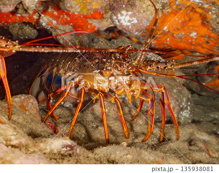 洞窟のイセエビ他。ヒリゾ浜南伊豆町中木 静岡県伊豆半島-2025 日本有数のシュノーケリングスポット 135938081