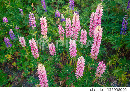 Blooming wild Lupine flowers. Spring flowers nature background 135938093