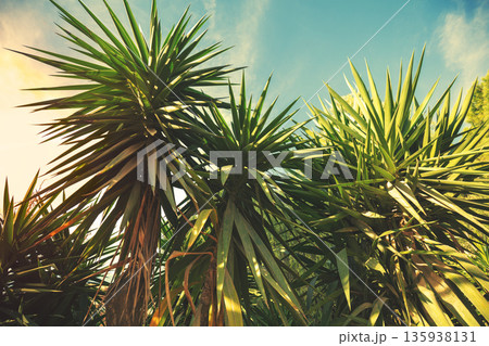 Yucca gigantea in the park. Foliage nature background 135938131